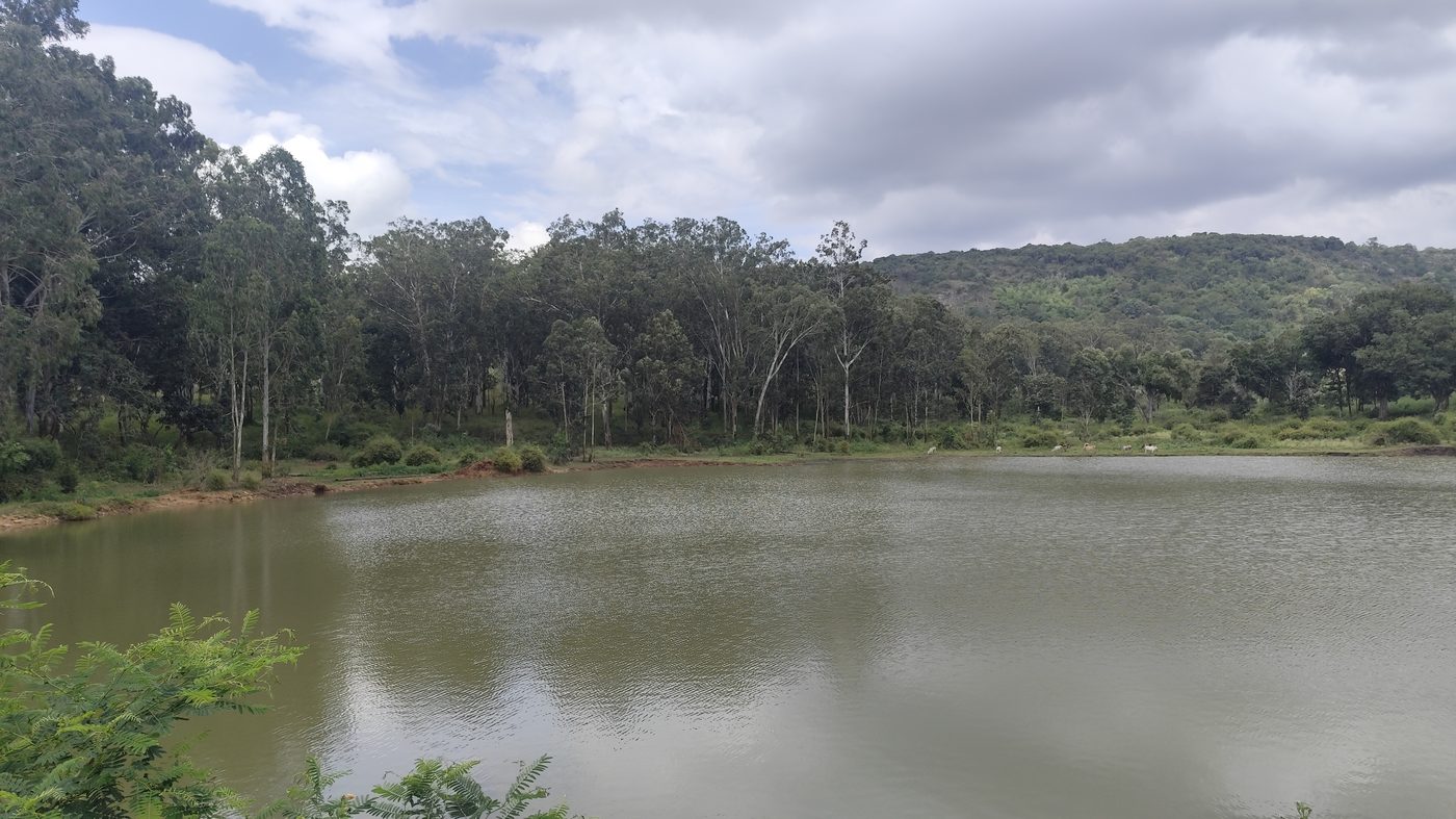 Sami Eri lake at Aiyur, where cattle and wild elephants both come down to the water