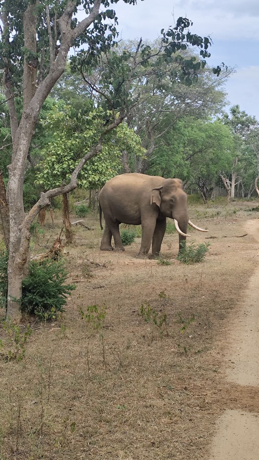 Close view of a tusker elephant in MM Hills Wildlife Sanctuary