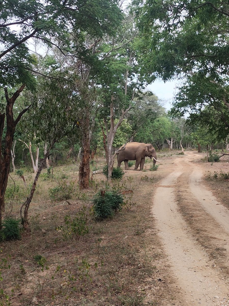 A tusker elephant beside the safari track in MM Hills Wildlife Sanctuary